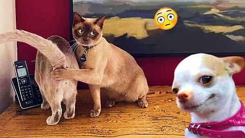 Funniest Cats And Dogs Videos 😁 - Best Funny Animal Videos 2024 🥰