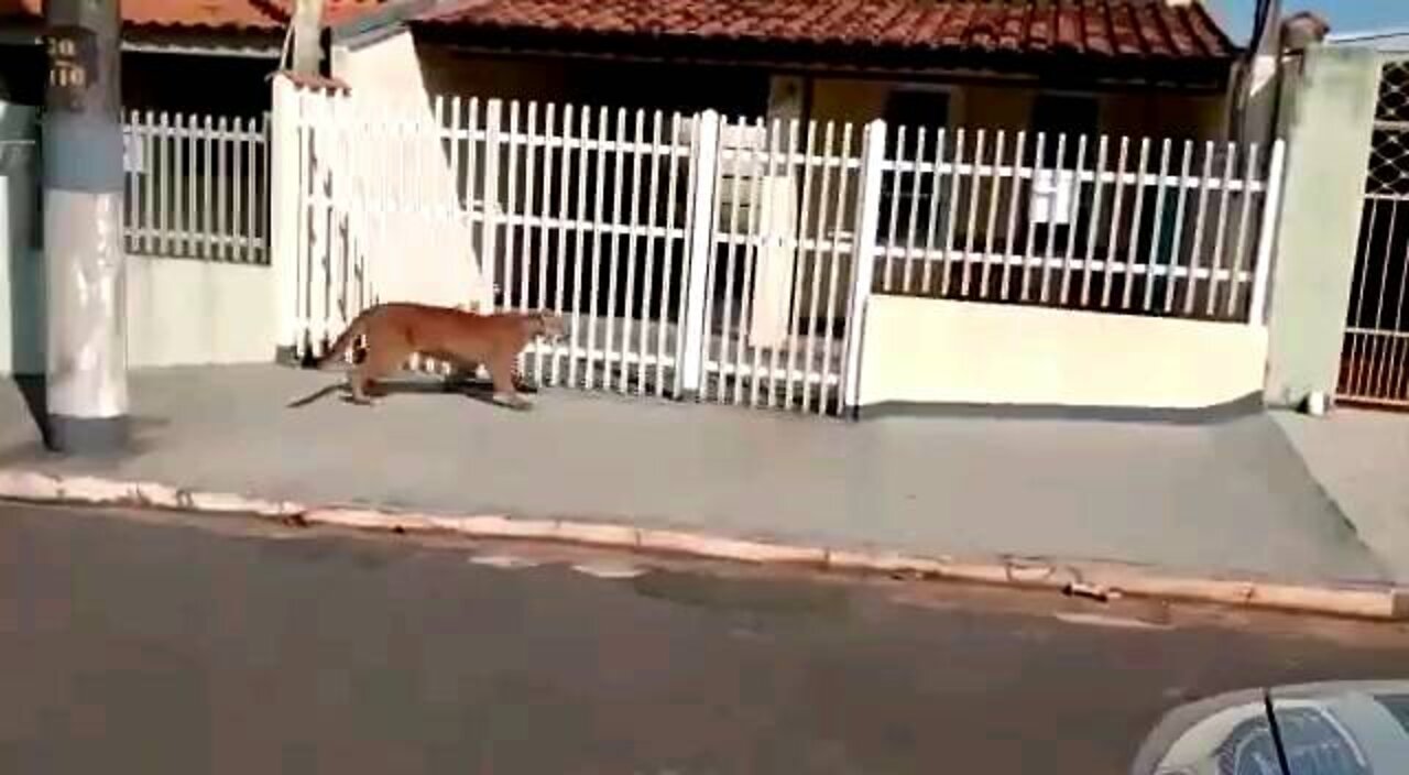 video shows jaguar on the streets of Brazil