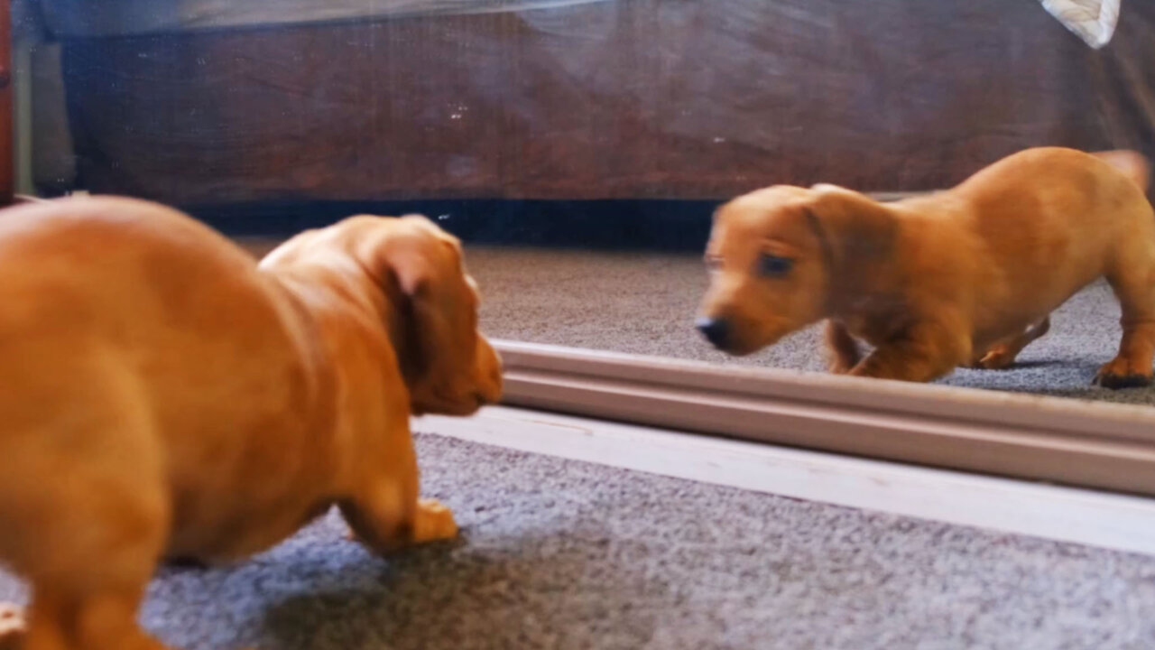 An Awesome Dog Fights With His Reflection In The Mirror