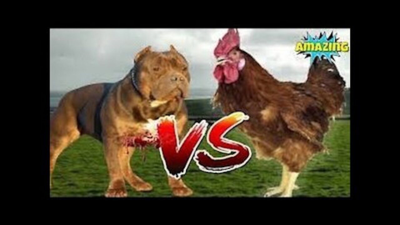 Chicken VS Dog Fight - Very Funny Video.