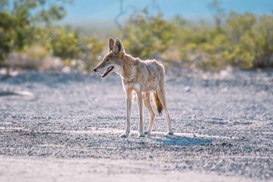 How to Survive a Rabid Coyote Attack