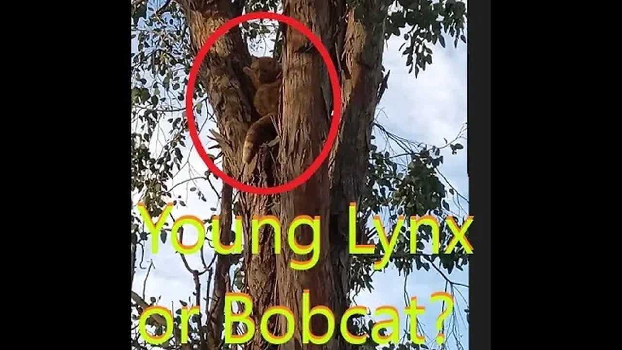 Dogs Going CRAZY on Lynx? Bobcat? | Part II K9 D.I.Y in 4D