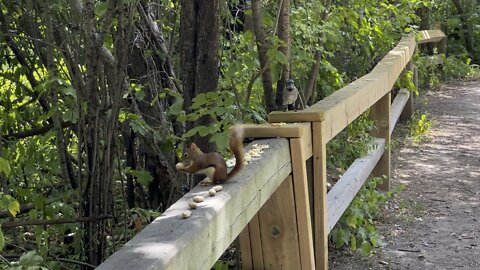 Red-Tailed Squirrel & lots of Blue Jays