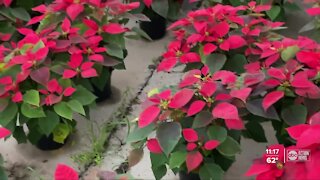 Family-owned Bradenton nursery continues annual poinsettia open house despite pandemic