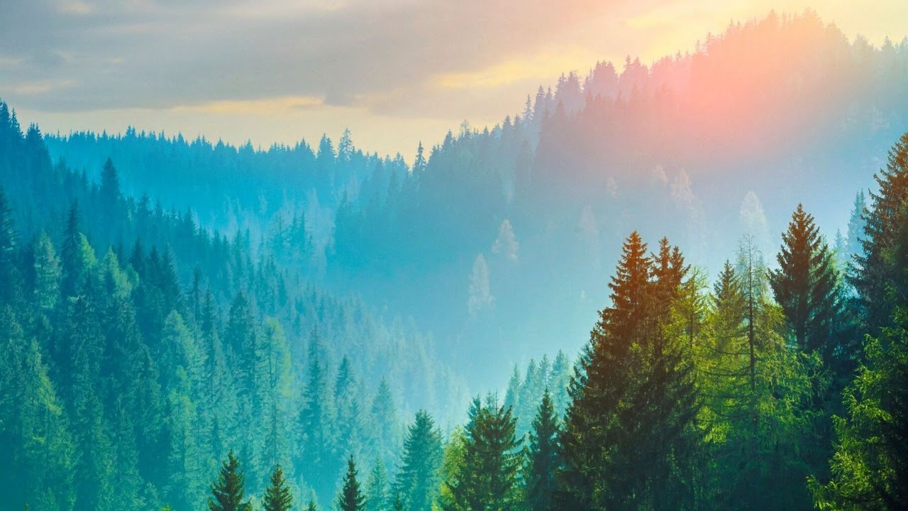 Looking At The Forest