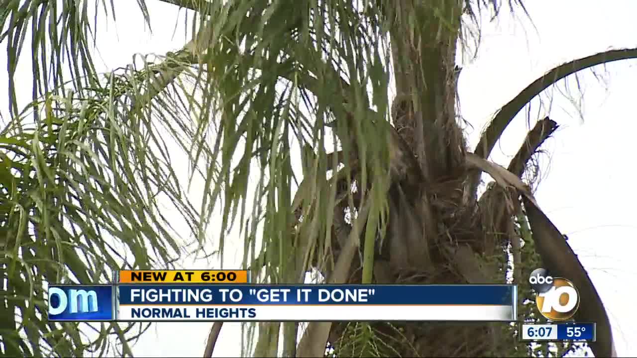 Normal Heights Resident Bombarded by Palm Fronds
