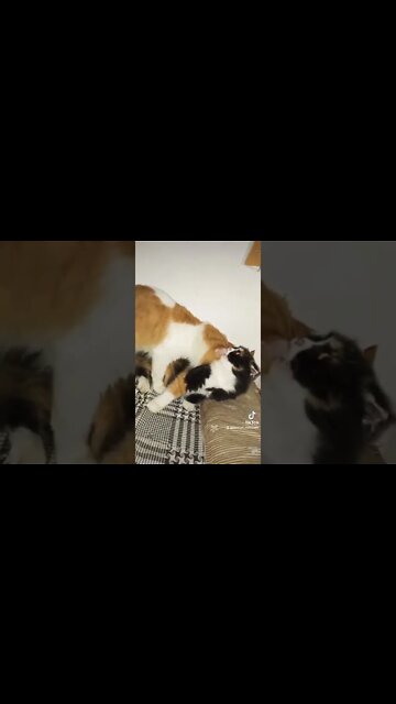 #cats #oreo #tiktokcats #catslover #max #persian_catszone