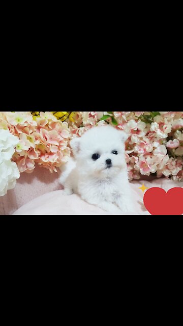 Bichon frise baby is so cute! lovely puppy video -2021