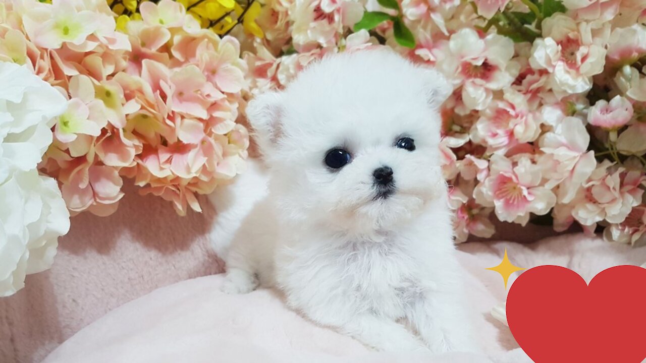 Bichon frise baby is so cute! lovely puppy video -2021