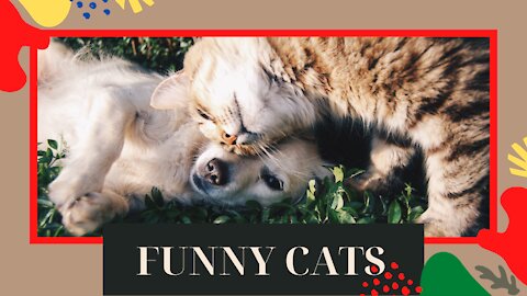 FUNNY CATS [ PETS WORD ANIMALS ]