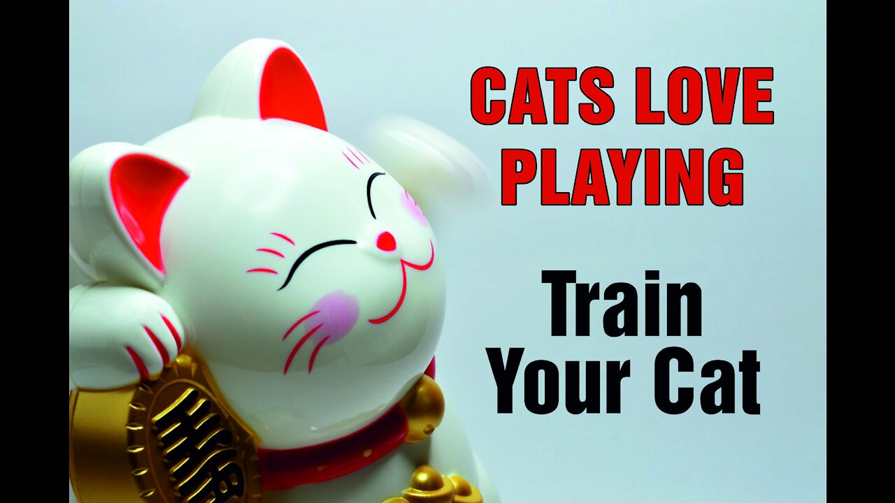 Cats Love Playing So FUNNY - Just TRAIN THEM !!!! #trending