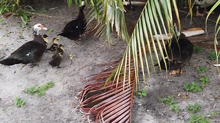 Duck family enjoy a stroll in Palm Springs