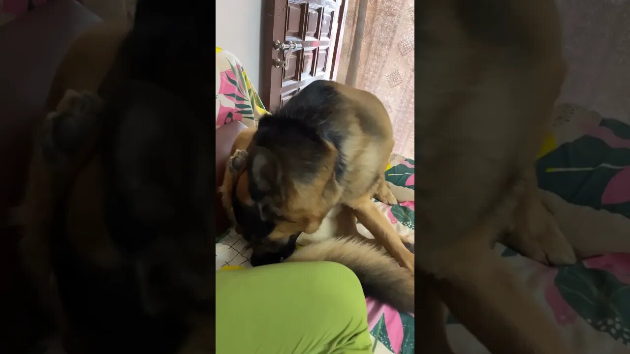 Summer time dog