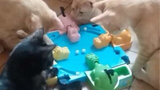 Uteliaat kissat yrittävät pelata Hungry Hungry Hippos -peliä hulvattomalla videolla!