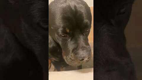#shorts Смешные Собаки Из Тик Тока 149 Funny Dogs From Tiktok