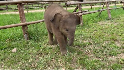 Cute baby elephant cool Natkhat