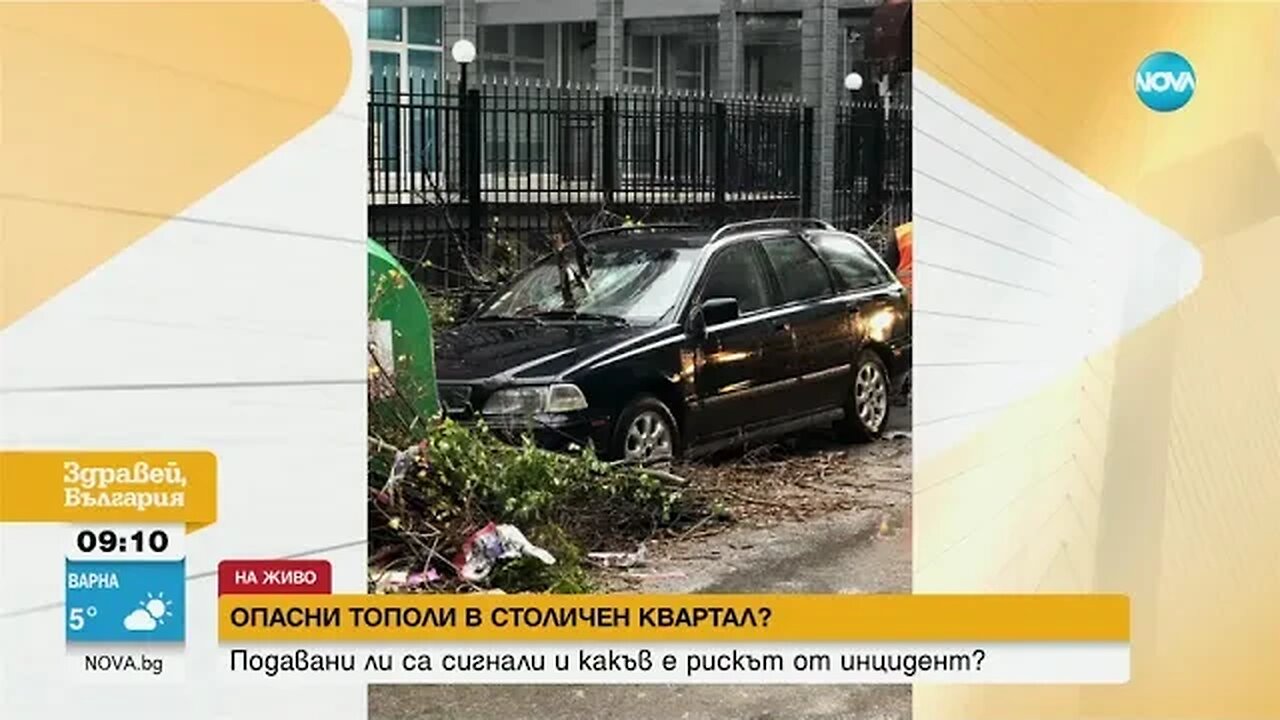 Още сигнали за опасни дървета в район „Изгрев” в София