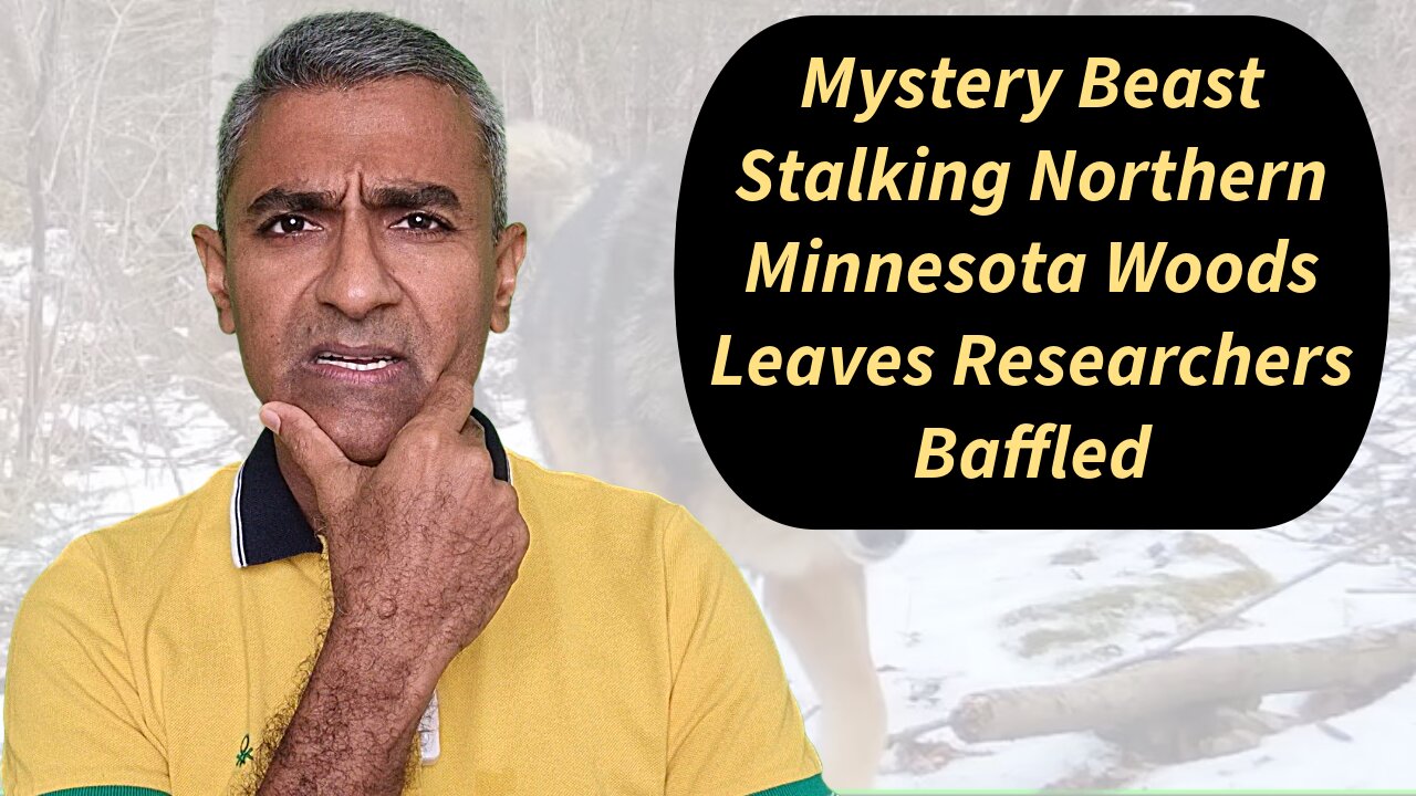 Mystery Beast Stalking Northern Minnesota Woods Leaves Researchers Baffled