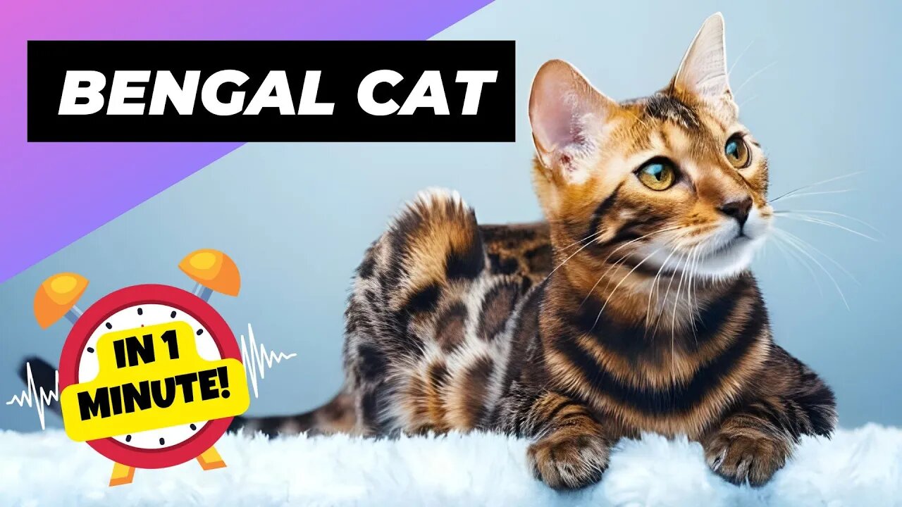 Bengal Cat - In 1 Minute! 🐱 One Of The Most Expensive Cats In The World | 1 Minute Animals