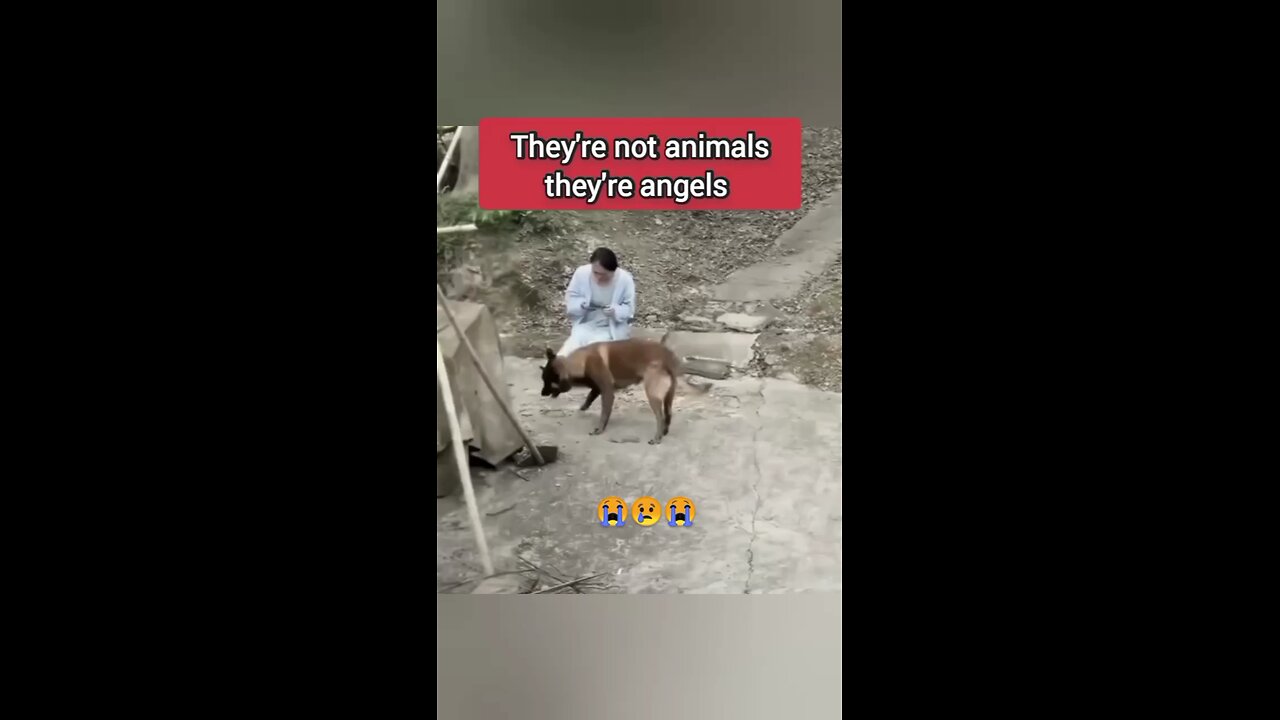 They are not animals they’re Engels 👀