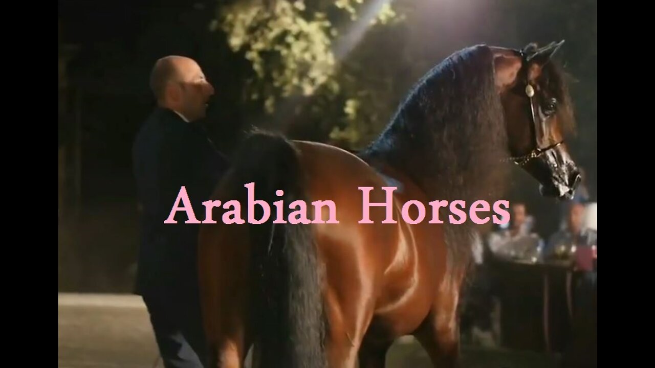 2022 Best Arabian horse ever seen. Must watch it