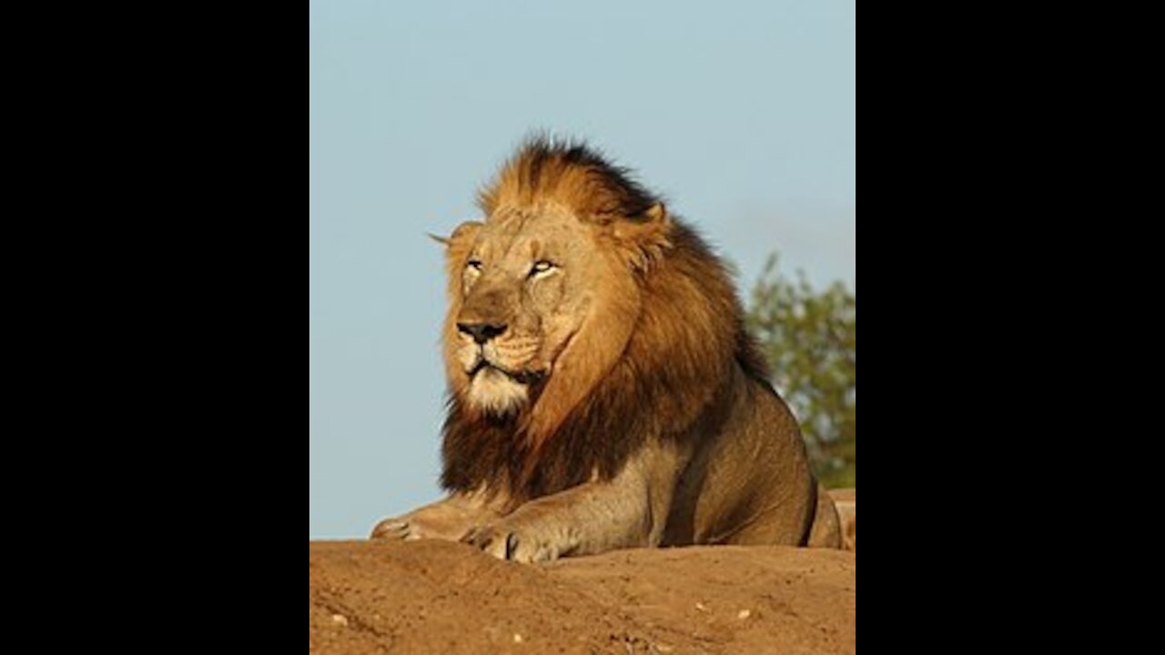 lion dad tries to ditch his kids