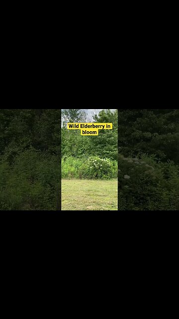 Elderberry Grows Wild Everywhere in the South!