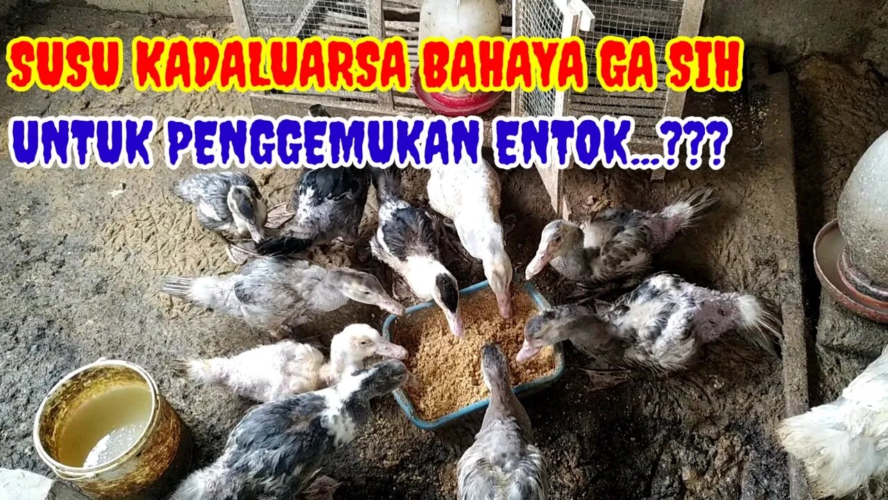 SEBERAPA BESAR PENGARUH SUSU KADALUARSA PADA PENGGEMUKAN ENTOK KITA..???