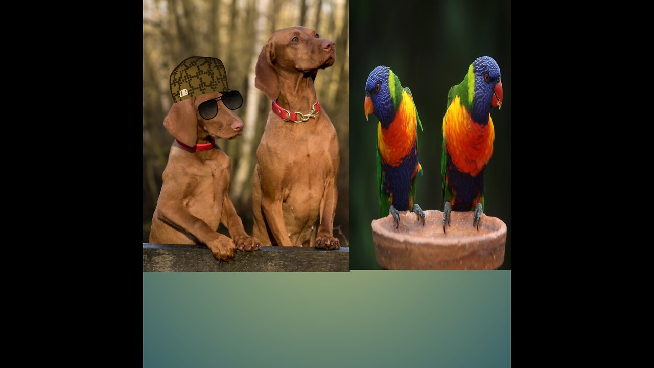 Cute dog video cute baby animals for children cute animals Videos funny dog.