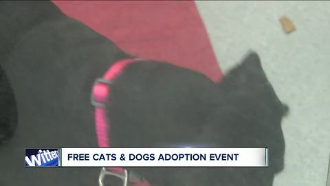 Free cats and dogs adoption event