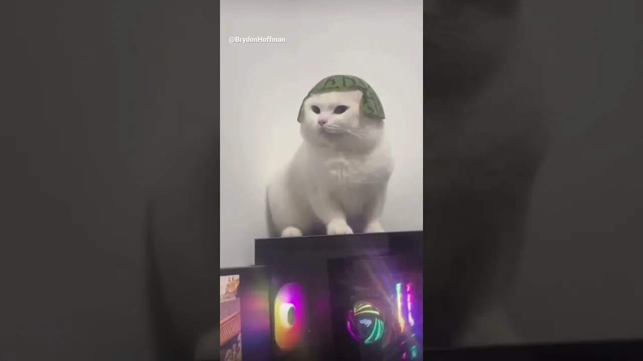 Funny Cat Meme 😂 pt.21 #shorts