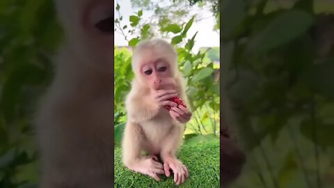 Cute Baby monkey eating fruit🍍🍎🍓🍇 #ytshorts #dog #doglover #shortsvideo #monkey #shortsfeed