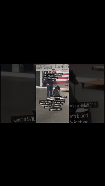 Young Malinois learning neutrality