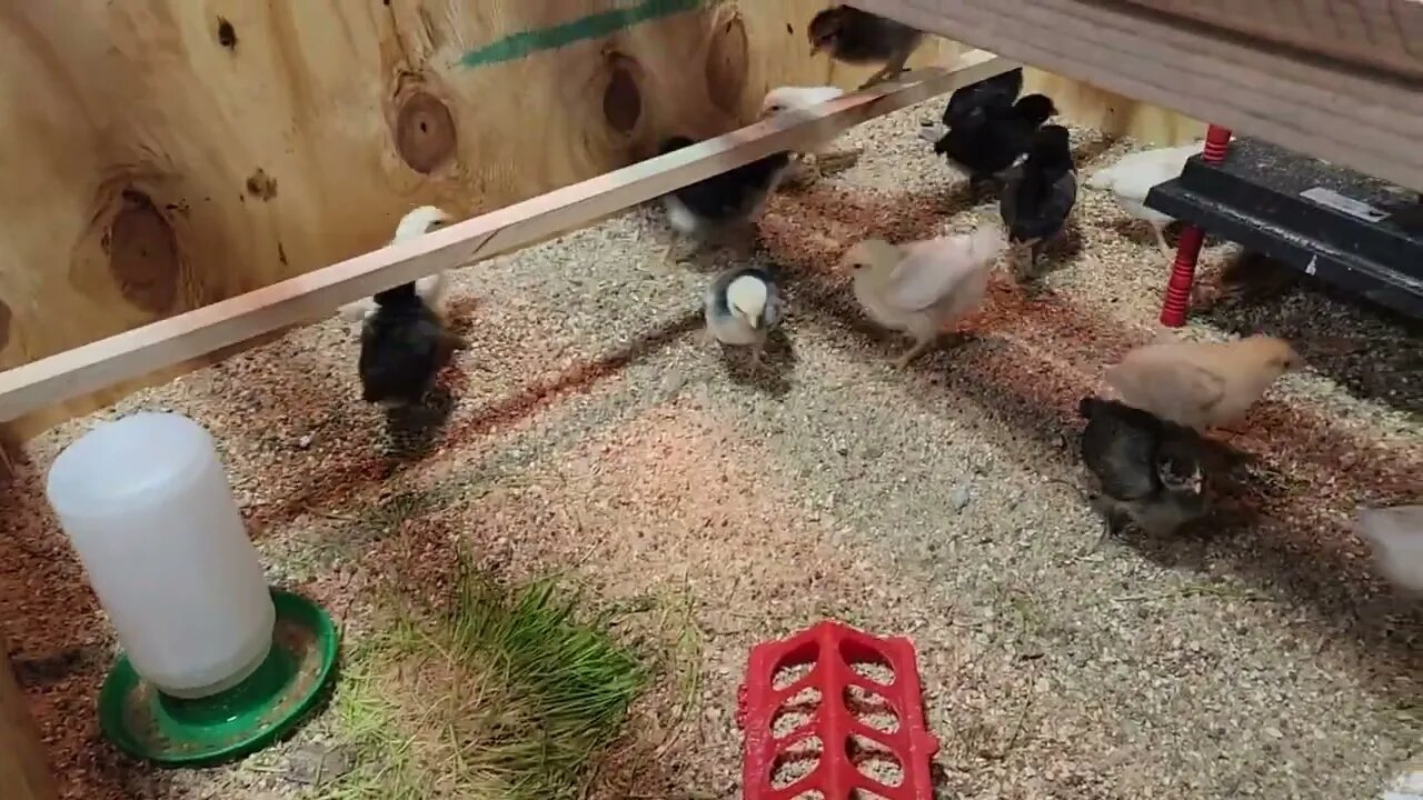 Update: Baby Chicks Two weeks old Outgrew their Brooder!