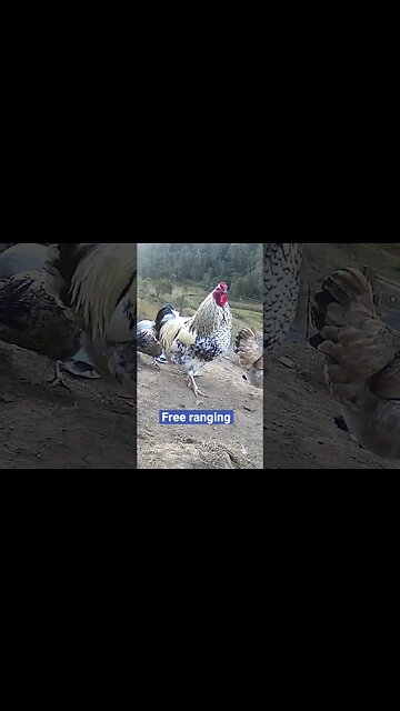 Farm surveillance. Free range chickens