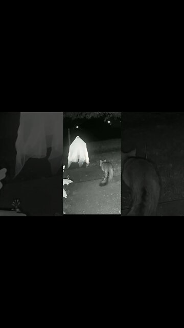 A Ghost Visits #Shorts 👻