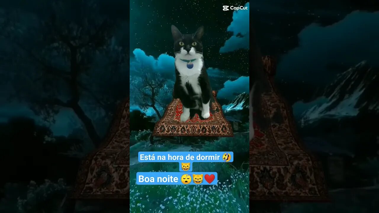 Gato Bartolomeu Tunico 😸