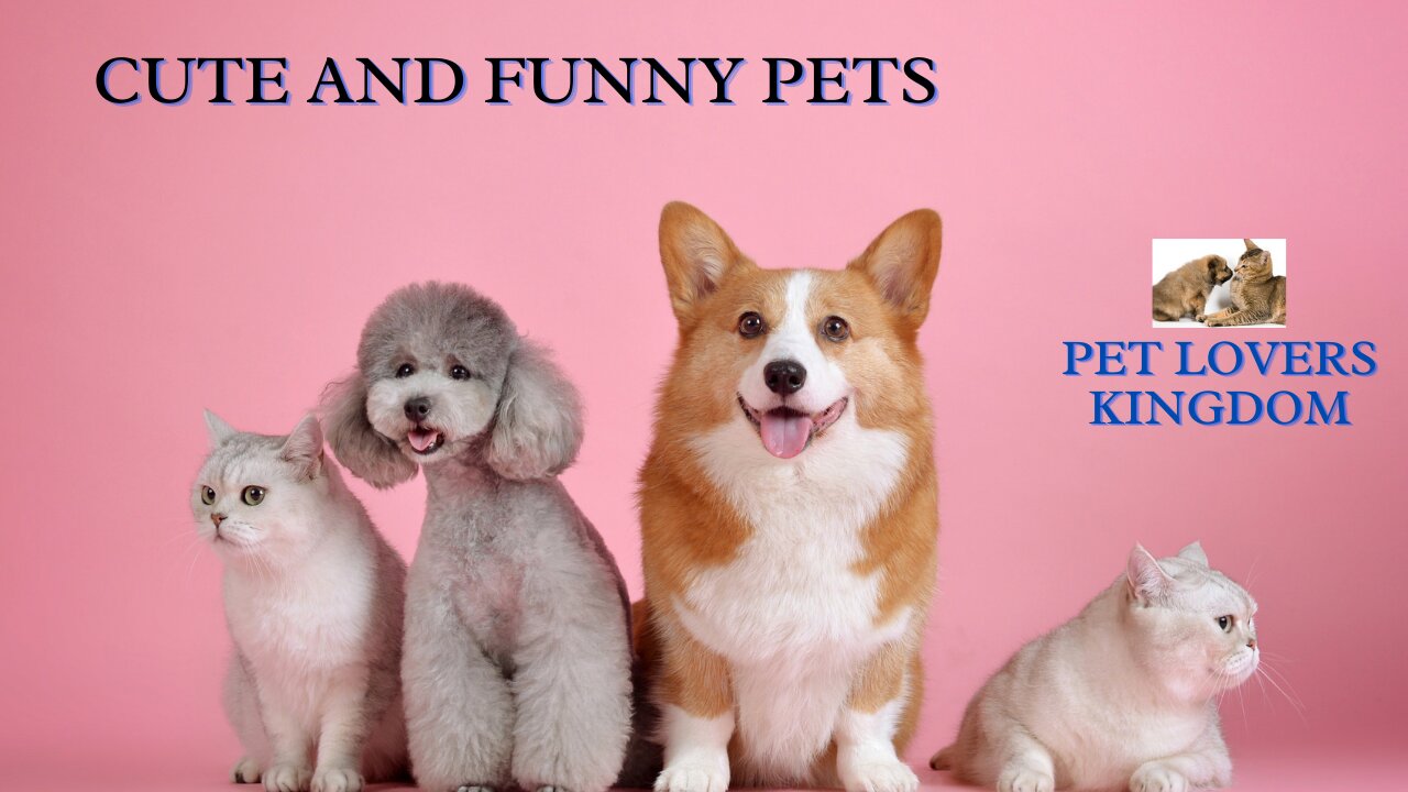 Cute and Funniest Pets Doing Funny Things😍😸🐩