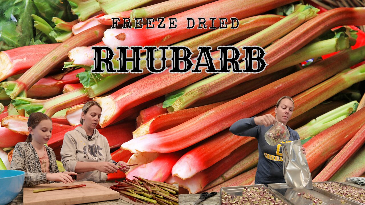 Freeze Dried Rhubarb from a fall harvest | Does RHUBARB freeze dry better than being frozen?