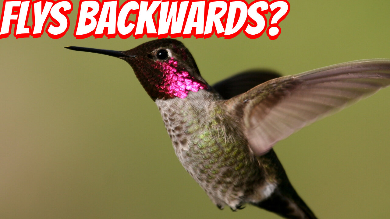 How Fast IS The Anna's hummingbird?