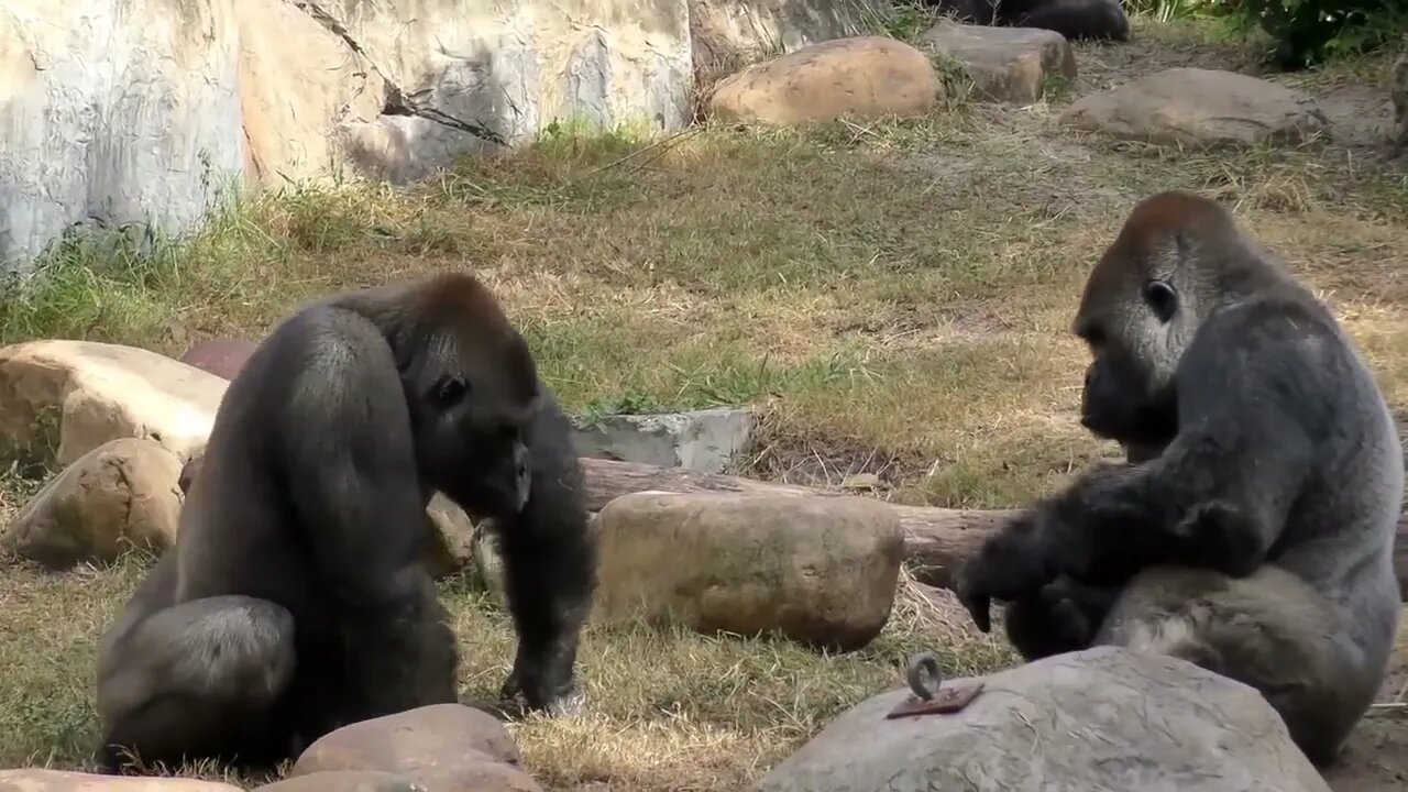 Gorilla Fight Club 2 FYV-4