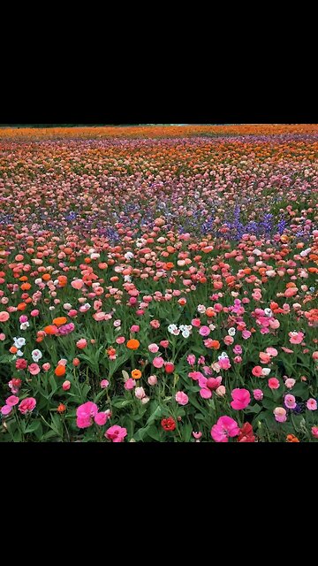 A. I. Art : field of flowers 🌸