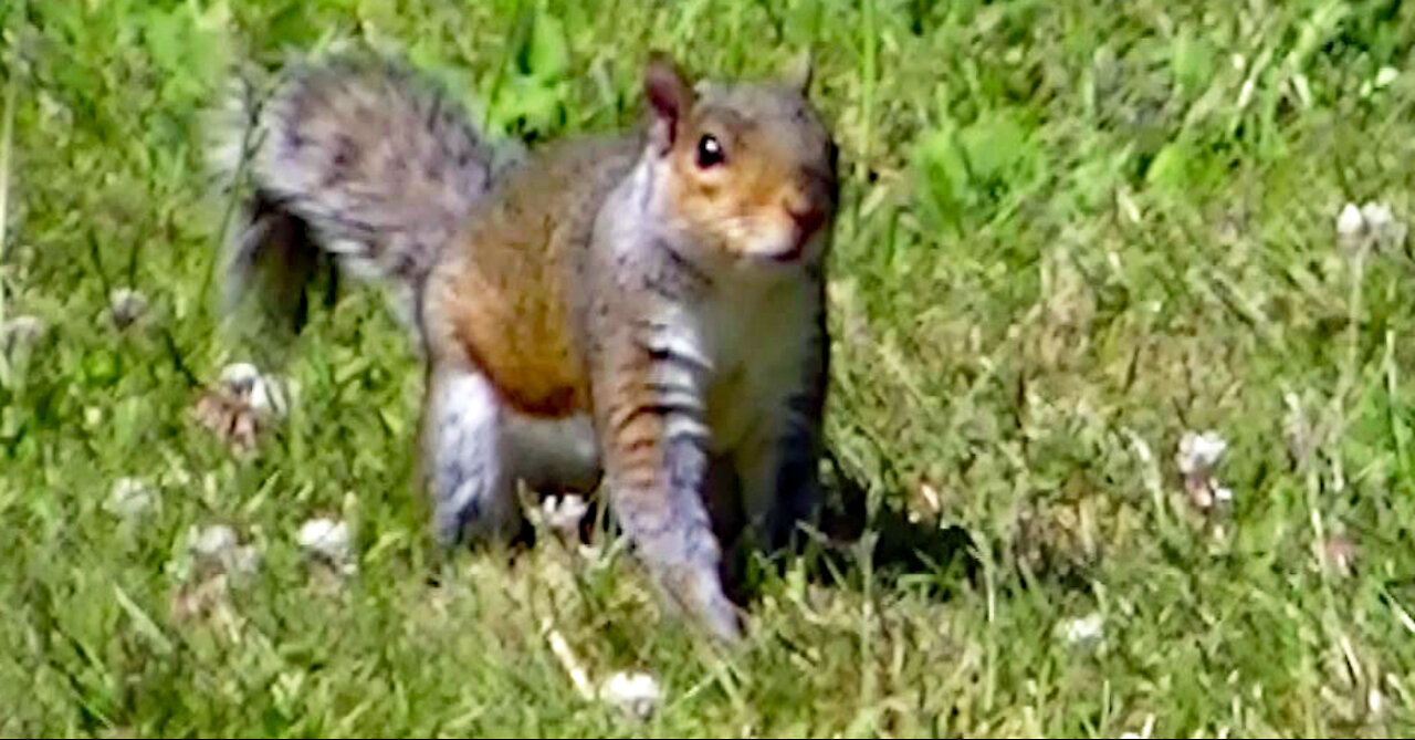 IECV NV #407 - 👀 Two Squirrels Having A Great Time Out Back 🐿️ 🐿️ 6-27-2017