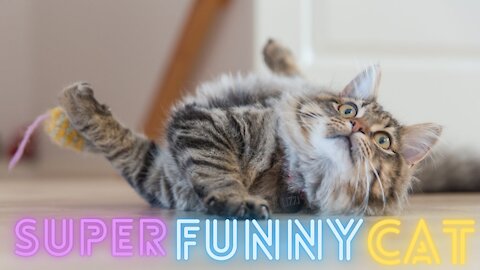 Cats Are Sooooo Funny!! You Will Die From Laughing!!