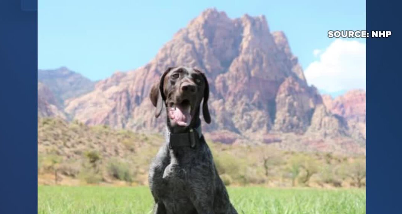 NHP honors fallen trooper by naming K9 officer after him