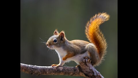 Squirrels in the Boston Garden