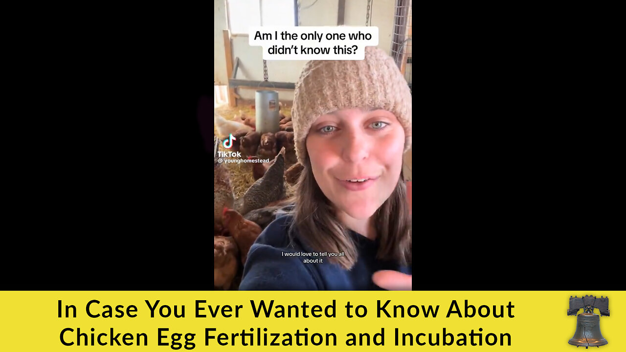 In Case You Ever Wanted to Know About Chicken Egg Fertilization and Incubation