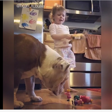 Bulldog knocks over little girl's toys
