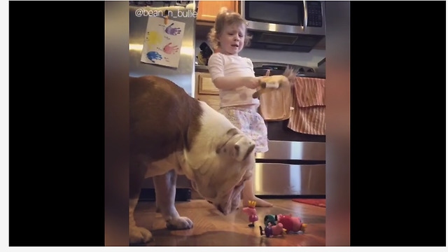 Bulldog knocks over little girl's toys