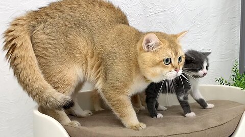 Meeting with dog confused mom cat and tiny kittens